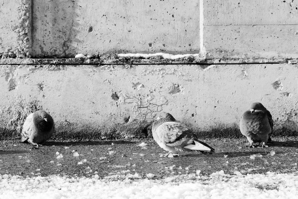 Coffret - Montréal 375