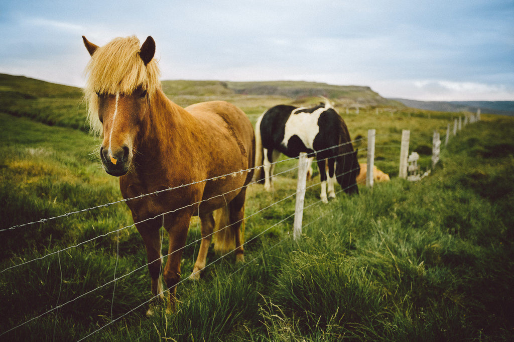 Coffret - À saveur d'Islande